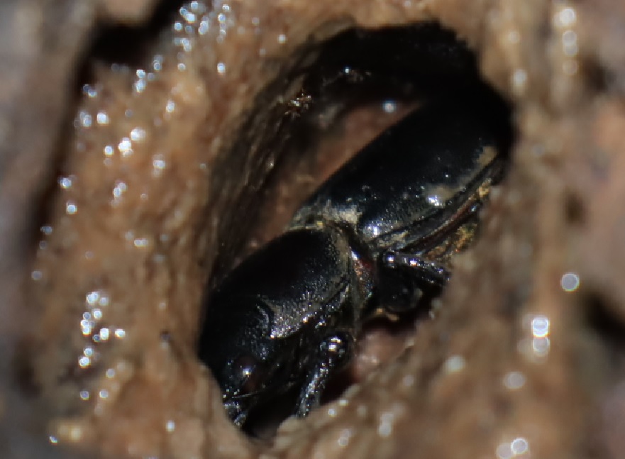 ヒラタクワガタ♂_洞があるその他のヤナギの洞-ヤナギ林_2023年6月13日19時35分 気温22.3度